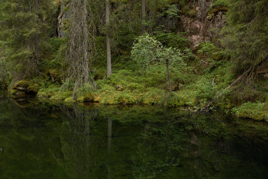 Metsämaisema Pyhä Luosto