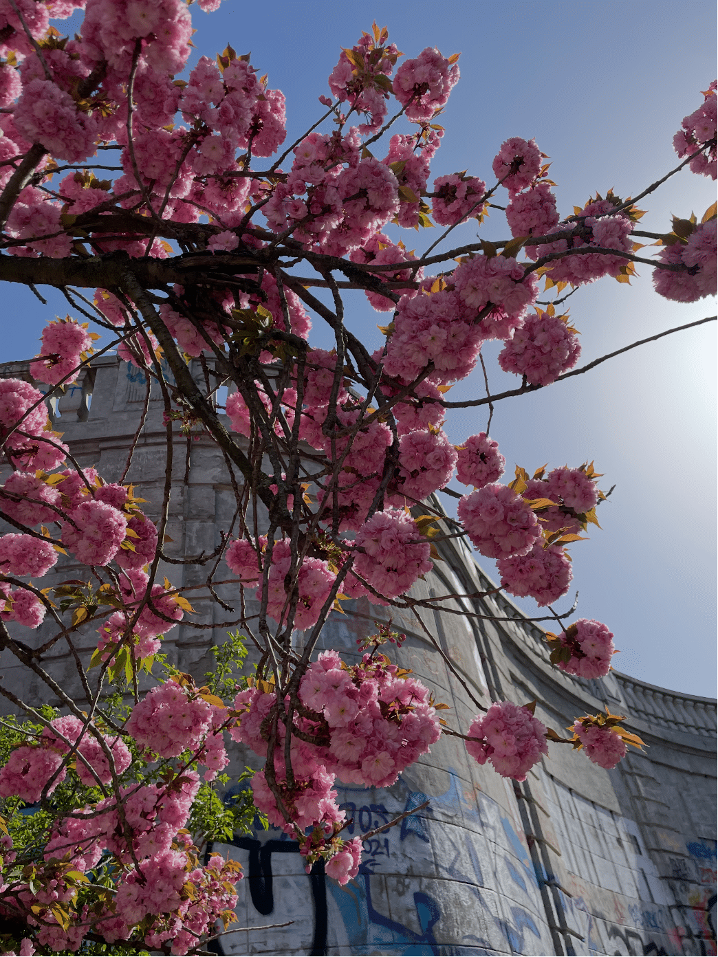 Kirsikankukkia Berliinissä Bornholmer Straßella. Fenia Niemitz, 21.4.2025.